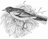 Coloring Birds Baltimore Choose Board Oriole Pages Bird sketch template