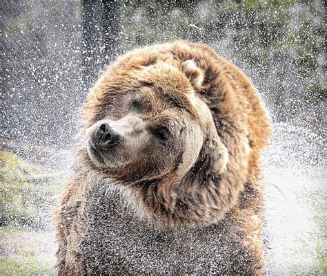 wet bear photograph by steve mckinzie fine art america
