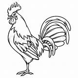 Rooster Drawing Chicken Vector Drawings Gallos Draw Fight Coloring Cock Outline Roosters Illustration Sketch Hand Finos Painting Drawn Clipart Tattoo sketch template