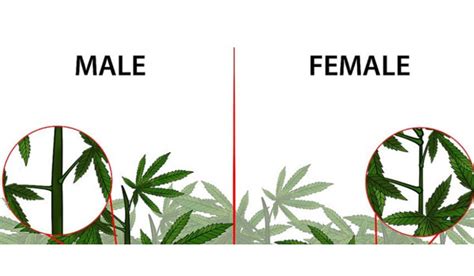Growbudz The Complete Guide To Cannabis Gender And