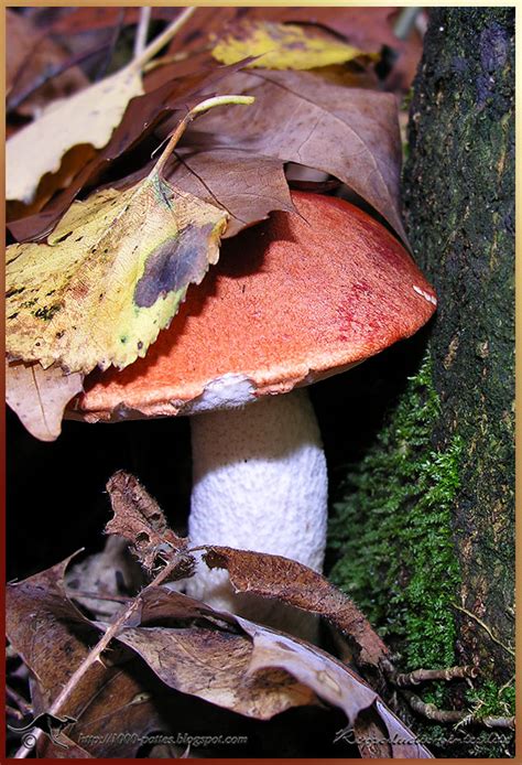 wildlife gateway champignons mushrooms