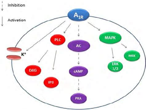 adenosine   receptors   main pathways   adenosine