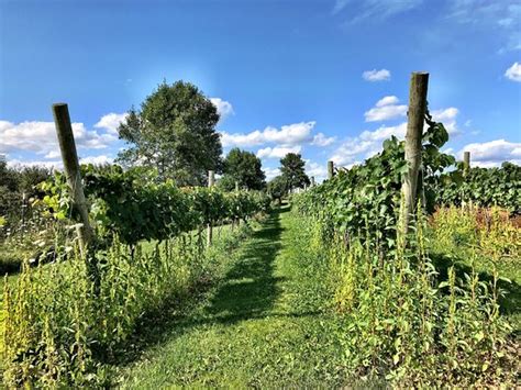 Cold Country Vines And Wines Kewaunee 2021 All You Need