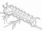Seda Raupe Colorare Gusanos Caterpillar Ausmalbild Bruco Disegni Kostenlos Moth Silkworm Ausdrucken Schmetterling Dibujos Supercoloring Oruga Malvorlagen sketch template