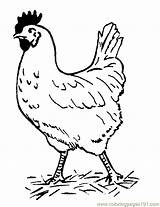 Chicken Hen sketch template