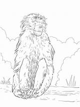 Baboon Coloring Drawing Pages Chacma Printable Baboons Sketch Categories Template Getdrawings Results sketch template