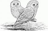 Printable Burrowing Sowa Corujas Kolorowanki Owls Coruja Sowy Colorare Clipart Animals Druku Bestcoloringpagesforkids Supercoloring Civetta Dwie Disegni Colouring Dzieci Buraqueira sketch template