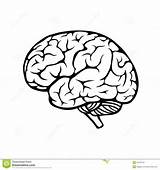 Hersenen Gehirn Cerveau Menselijke Newdesign Menschliches Clipartmag Vectorified Illustratie sketch template