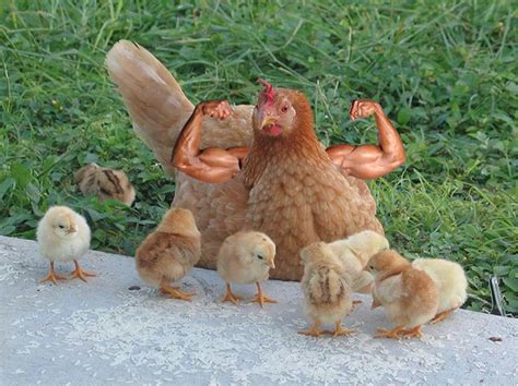 15 Foto Gambar Ayam Lucu Kumpulan Gambar Lucu