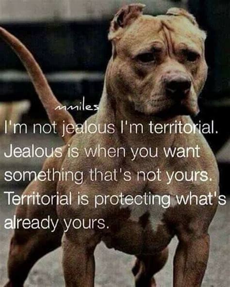 i m not jealous i m territorial jealous is when you