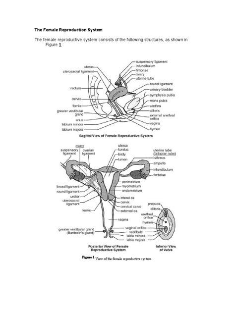 Female Reproductive System Diagram External View Aflam