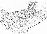 Coloring Pages Leopard Baby Snow Kids Cheetah Printable Cheetahs Color Colouring Print Tree Getcolorings Bestcoloringpagesforkids Comments Amur sketch template