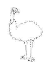 Emu Coloring Pages Drawing Printable Birds Categories Supercoloring sketch template