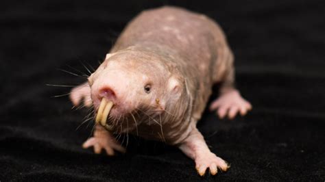 naked mole rats weirder than we realised without oxygen they live like plants