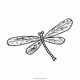 Libellula Colorare Dragonfly Libelle Ausmalbilder Ultracoloringpages sketch template