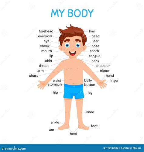 body chart  kids images   finder