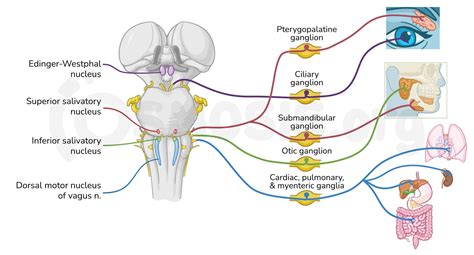 cranial nerve pathways osmosis