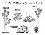 Desert Plants Coloring Cactus Biome Pages Labeled Flowering Labeling Animals Clipart Outline Projects Colouring Habitat Animal Printable Dioramas Books Great sketch template