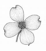 Dogwood Flower Flowers Coloring Drawing Pages Outline Sketch Florida Drawings State Copyright Line Tattoos Branch Various Tattoo Draw Wild Trees sketch template