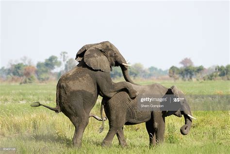 Side View Of Elephant Pair Mating Okavango Delta Botswana