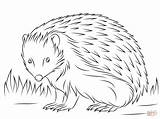 Hedgehog Coloring Pages Cute European Printable Animals Template Categories sketch template