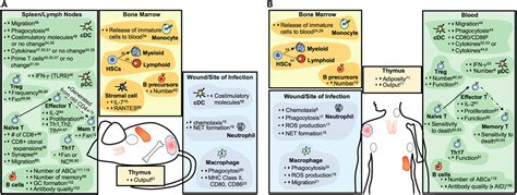 frontiers the confluence of sex hormones and aging on