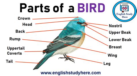 parts   bird vocabulary english study