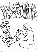 Wheat Coloring Parable Field Bible Getdrawings Drawing Getcolorings Pages Color sketch template