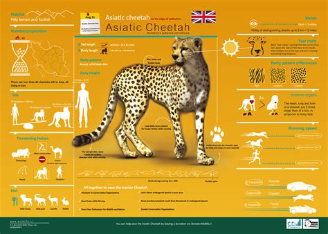 indian cheetah  run  indian grasslands    years    good