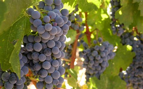 st century pioneer  common mistakes  avoid  growing grapes