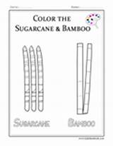 Coloring Bamboo Sugarcane Pages sketch template