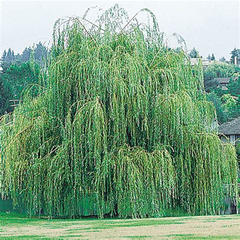 Niobe Weeping Willow Tree Gurney S Seed And Nursery Co