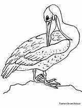 Pelican Pintar Mewarnai Pajaro Pellicano Vogel Animali Burung Diamondback Rattlesnake Animasi Oiseau Bergerak Pajaros Uccelli Gify Kleurplaten Passarinhos Vari Elegan sketch template