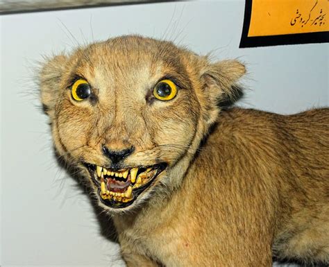 photo  feline predator  bad teeth