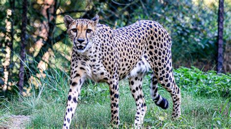 boy  grabbed   cheetah  beekse bergen safari park world today news