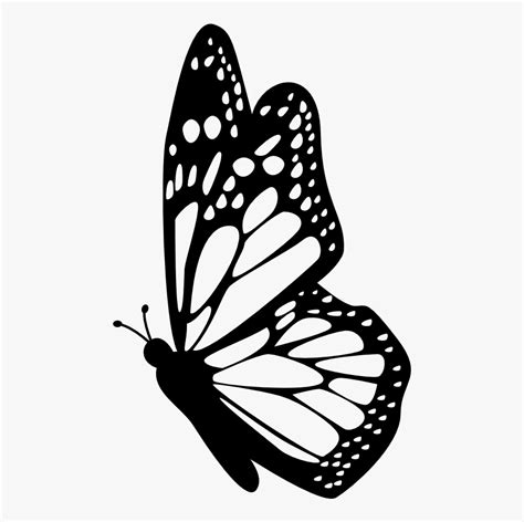 interesting facts  butterflies butterfly outline side view