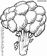 Broccoli Coloring Pages Coloringway sketch template