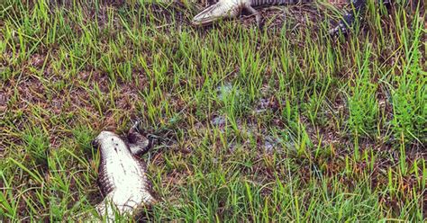 dead alligators with tails cut off in myakka city spark fwc investigation
