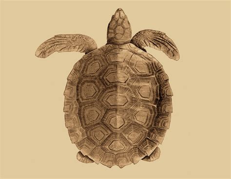 flatback sea turtle learn  nature