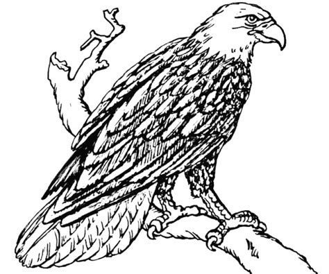 bald eagle coloring page coloring pages