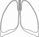 Lung Lungs Clipart Outline Clip Clear Cliparts Template Kidney Clker Small Drawing Human Transparent Coloring Vector Ultrasound Library Therapists Respiratory sketch template