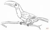Toucan Coloring Keel Billed Pages Drawing Printable Emerald Toucanet Branch Line Choose Board sketch template
