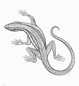 Coloring Pages Adults Lizard Printable Animal Adult Colouring Animals Print Sheets Look Other sketch template