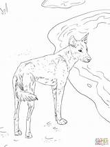 Dingo Coloring Pages Getcolorings Canis Lupus Mammals Animals sketch template