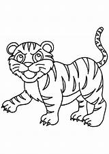 Tigre Colorear Tigres Dibujos Coloriages Tiger Panthera Tigris Gratuit Rigolo Coloring sketch template