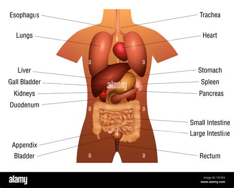 innere organe diagramm  anatomie diagramm mit inneren organen und