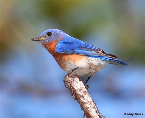 eastern bluebird sialia sialis ryan maigan birds