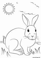 Lapin Coloriage Realiste Soleil Profite Imprimer Rabbits Pobarvanke Dessin sketch template