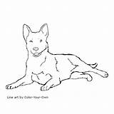 Cattle Heeler Laying sketch template