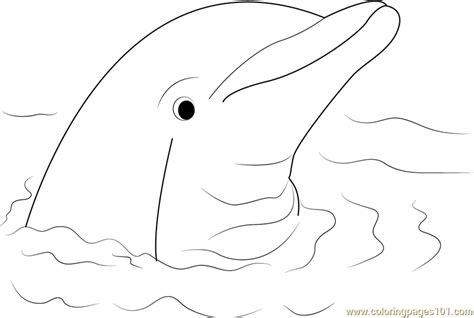 cute dolphin coloring page  dolphin coloring pages